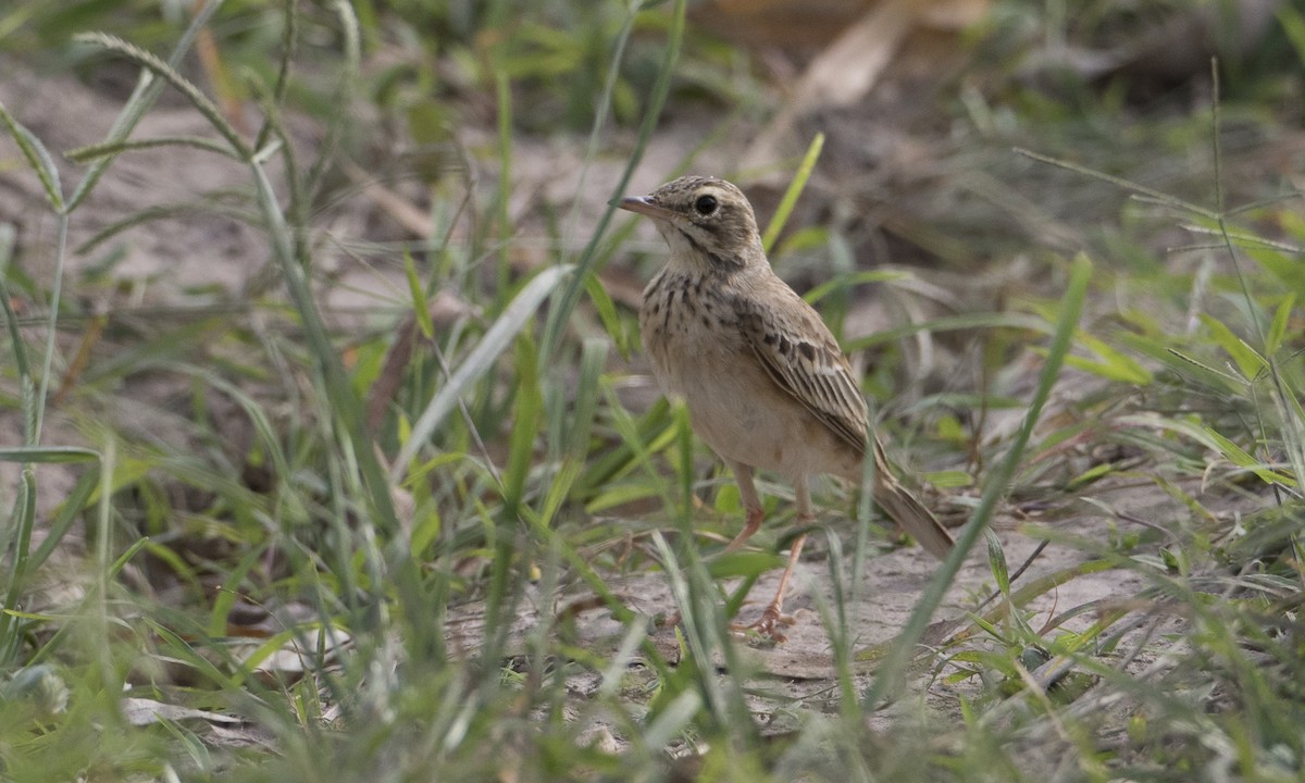 Paddyfield Pipit - ML125611761