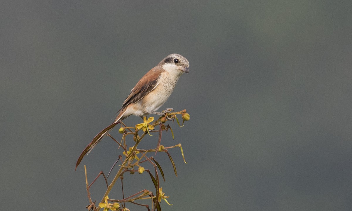 Burmese Shrike - ML125611811