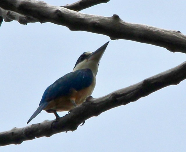 Melanesian Kingfisher - ML125612331