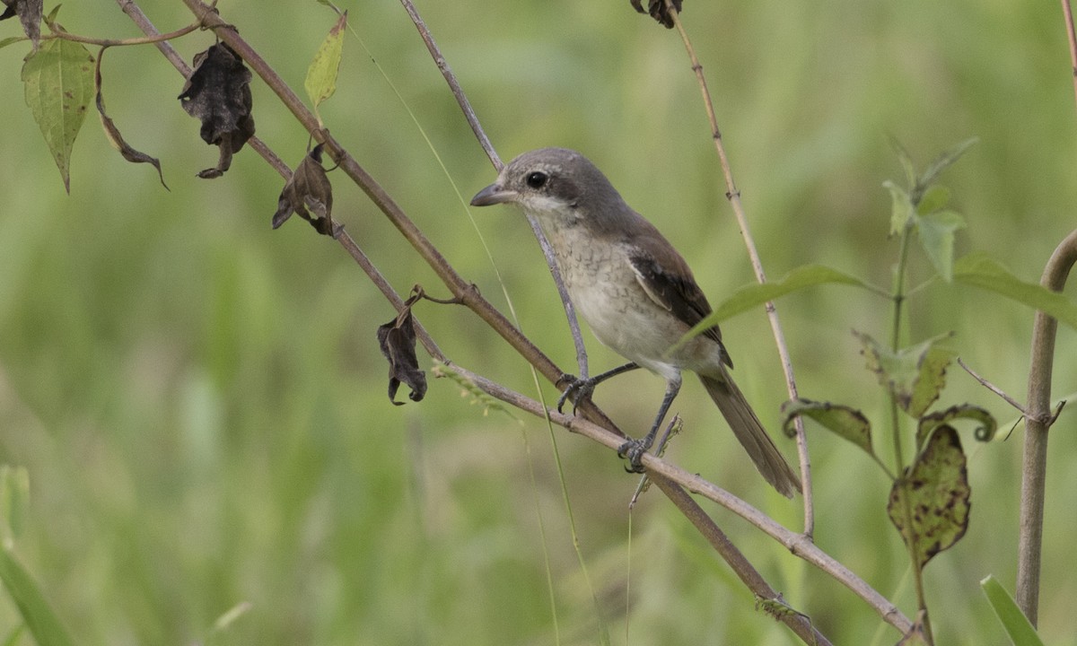 Alcaudón Birmano - ML125612821