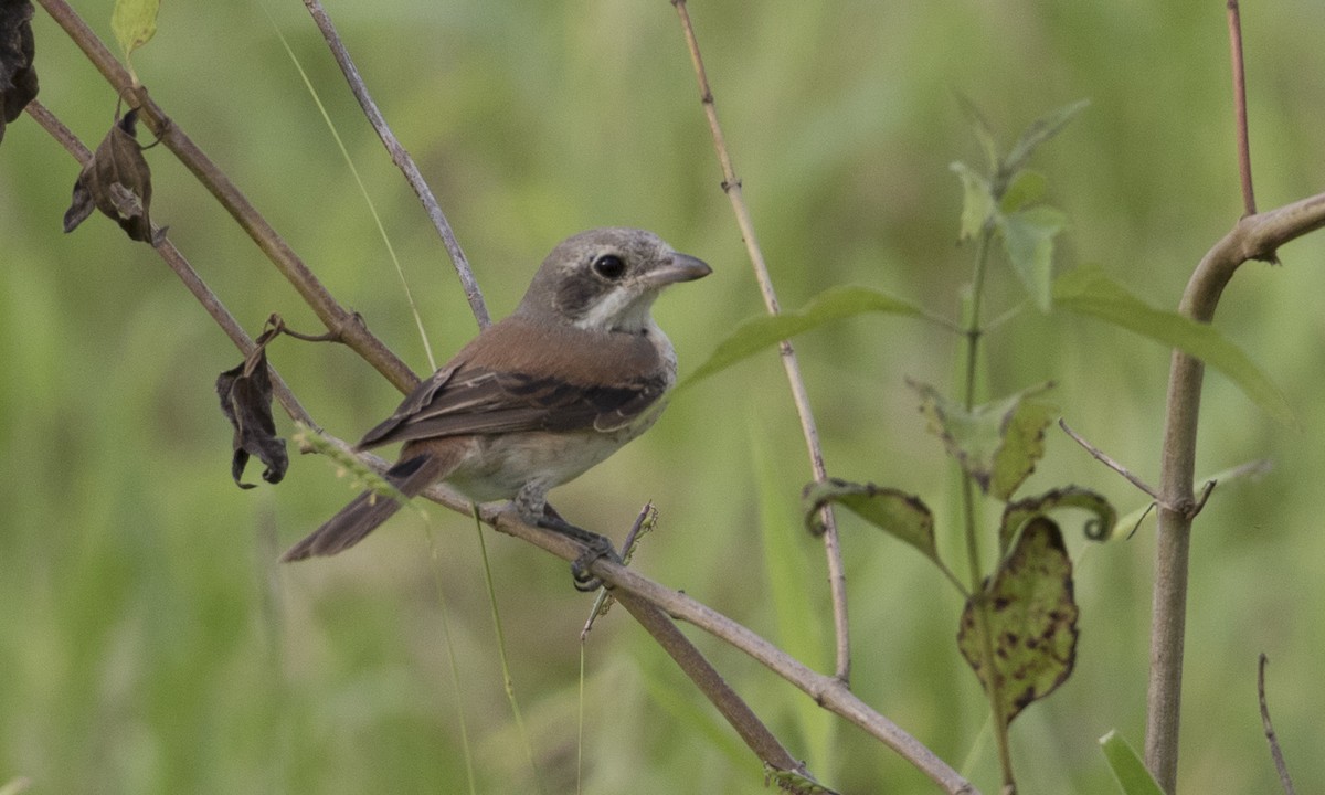 Alcaudón Birmano - ML125612831