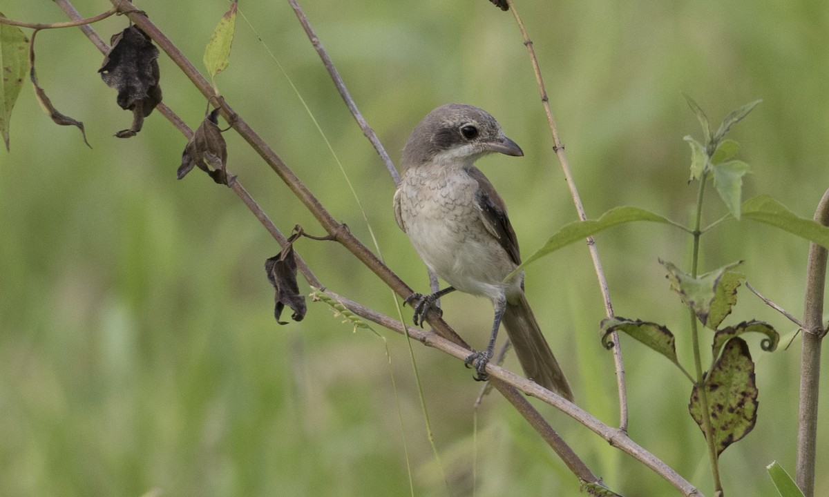 Alcaudón Birmano - ML125612851