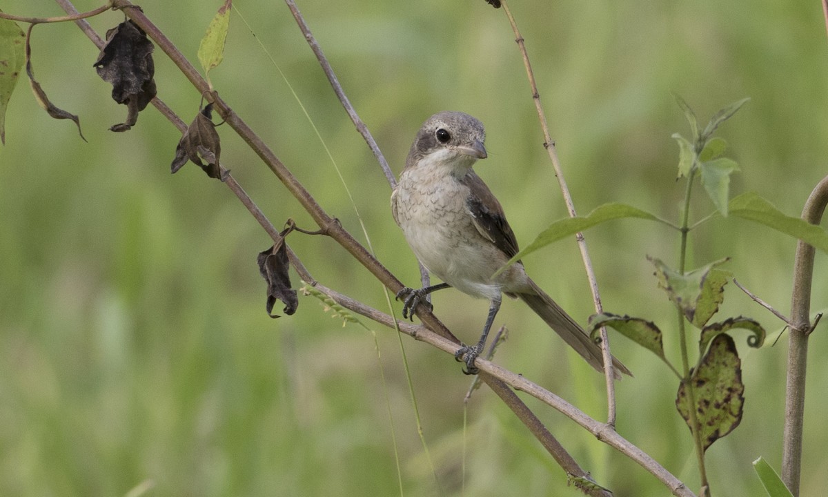 Burmese Shrike - ML125612861