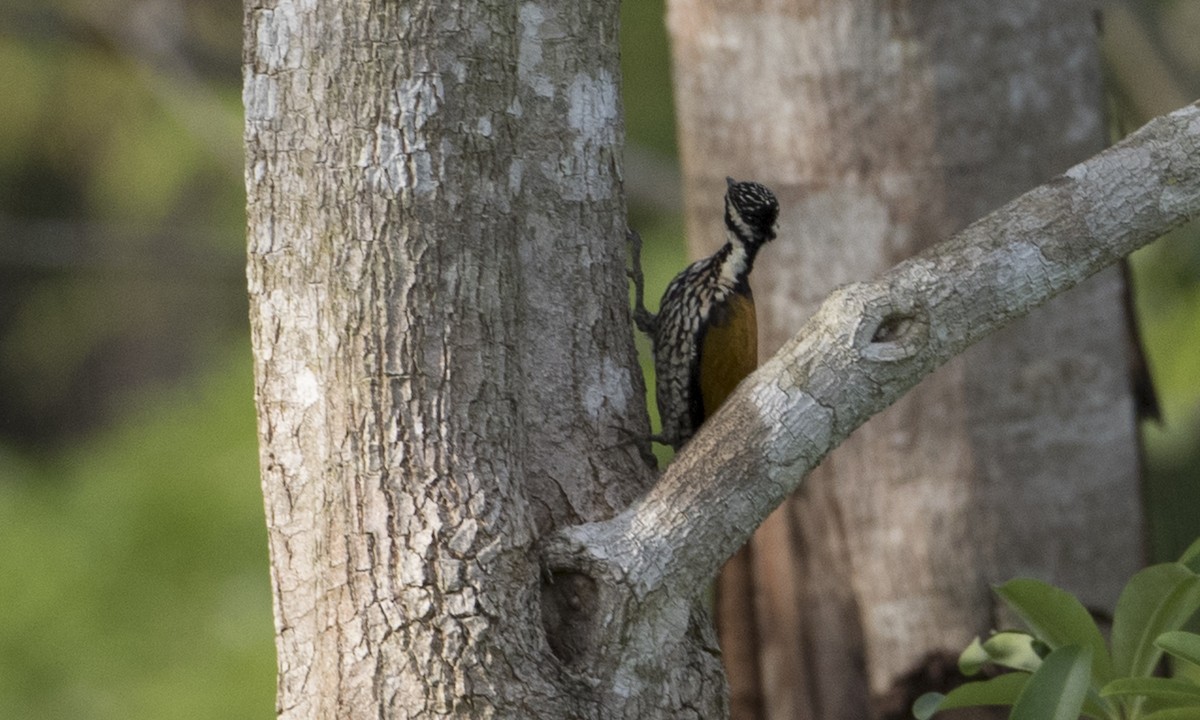 Common Flameback - ML125612871