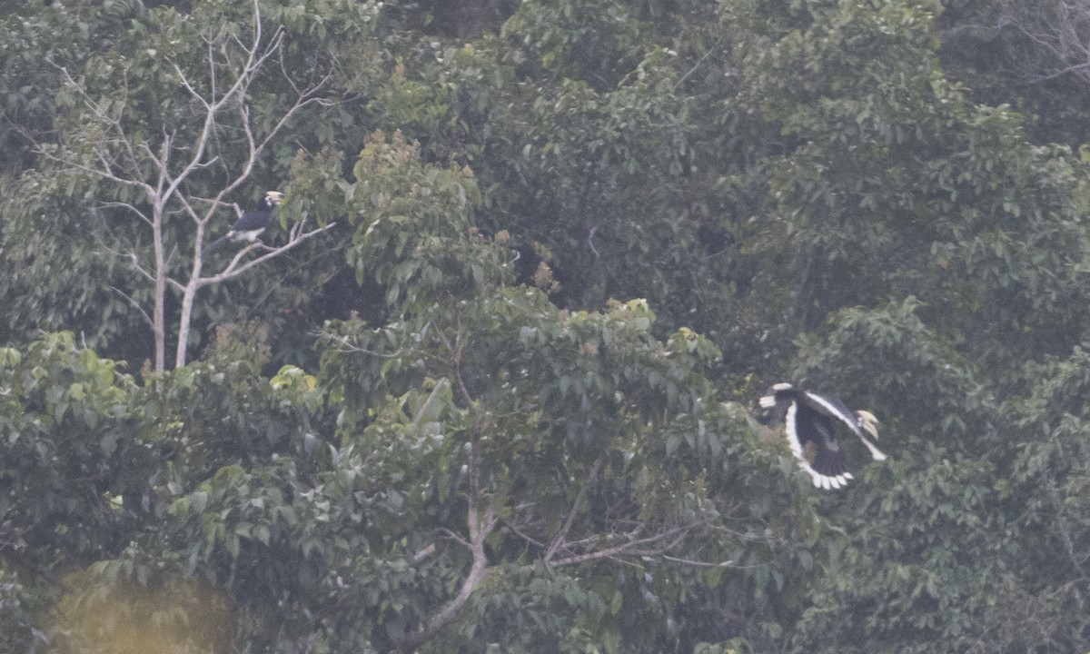 Oriental Pied-Hornbill - ML125612961