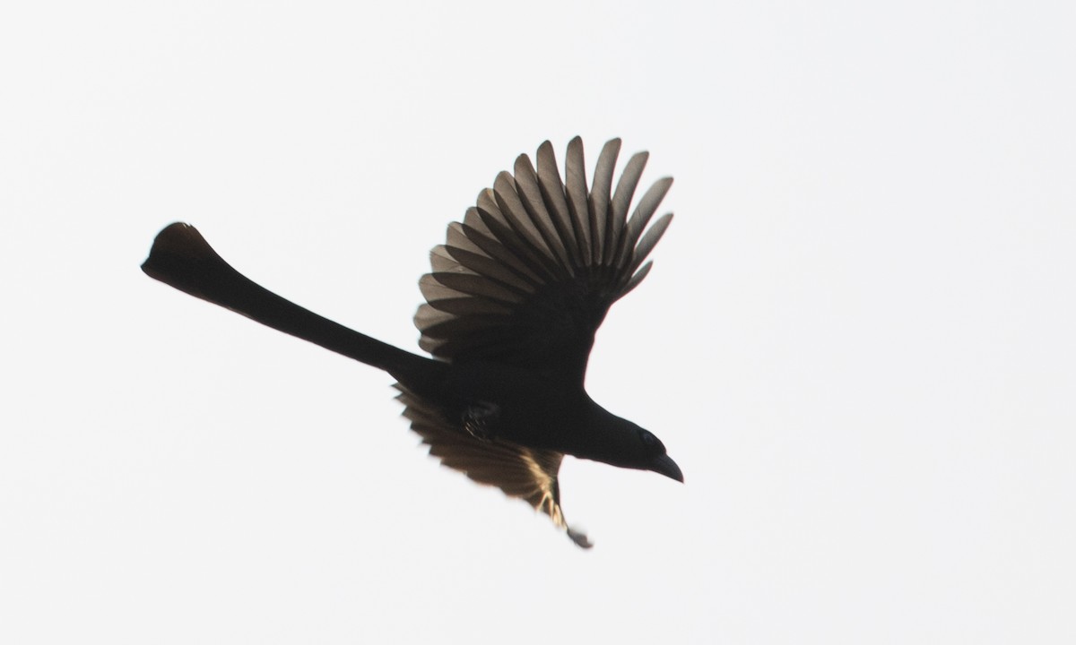 Racket-tailed Treepie - ML125612991