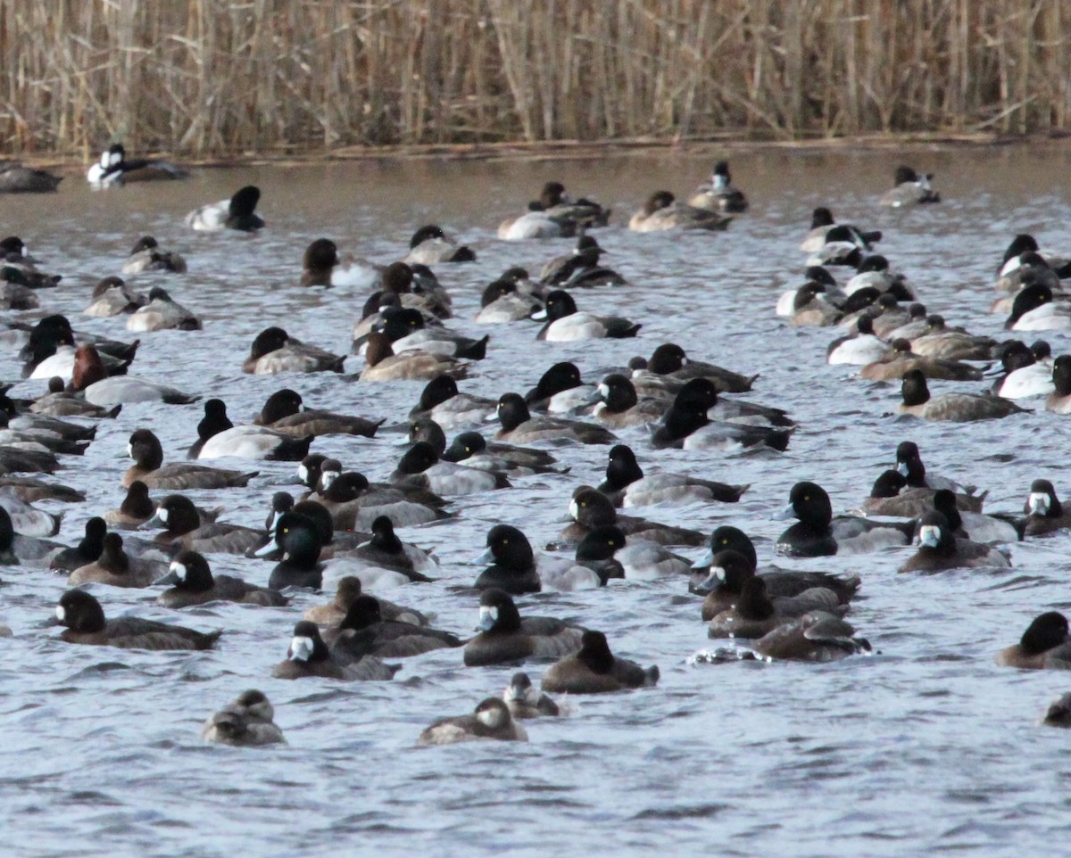 Greater Scaup - ML125614511