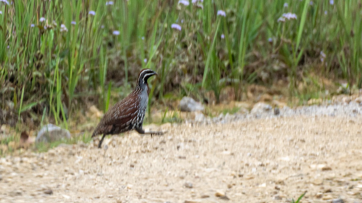 Madagascar Partridge - ML125615421