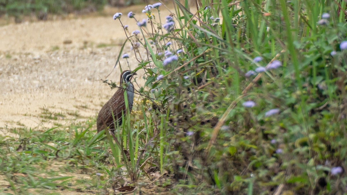 Madagascar Partridge - ML125615431