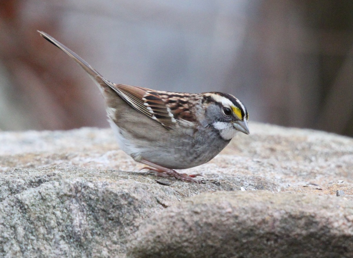 White-throated Sparrow - ML125615581