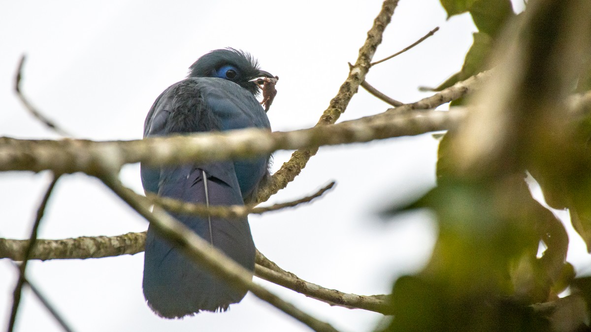 Blue Coua - ML125615611