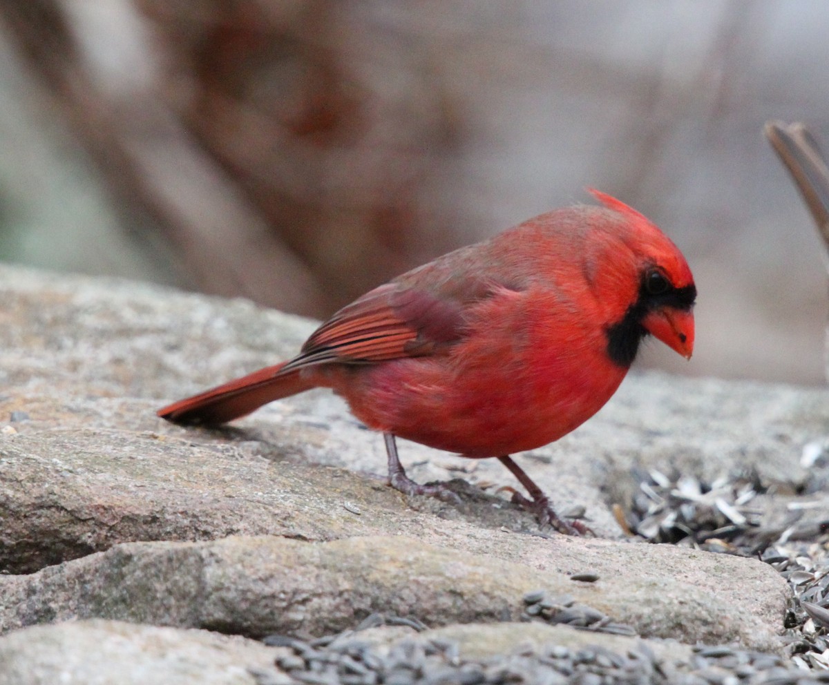 Northern Cardinal - ML125615711