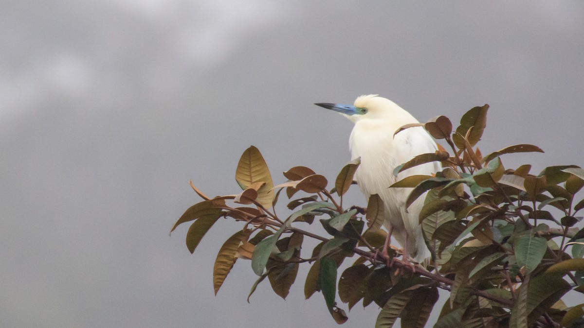 Malagasy Pond-Heron - ML125615881