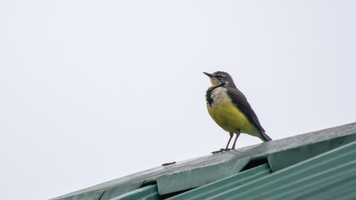 Madagascar Wagtail - ML125616231