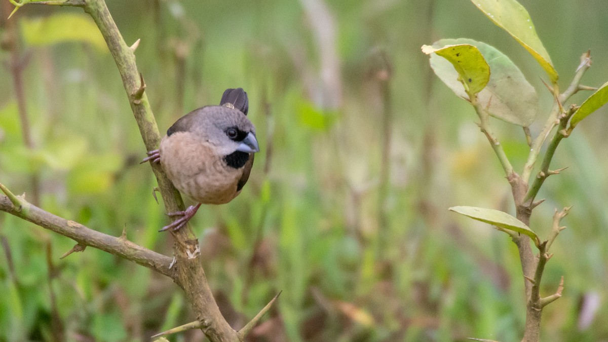 Capucin de Madagascar - ML125616391