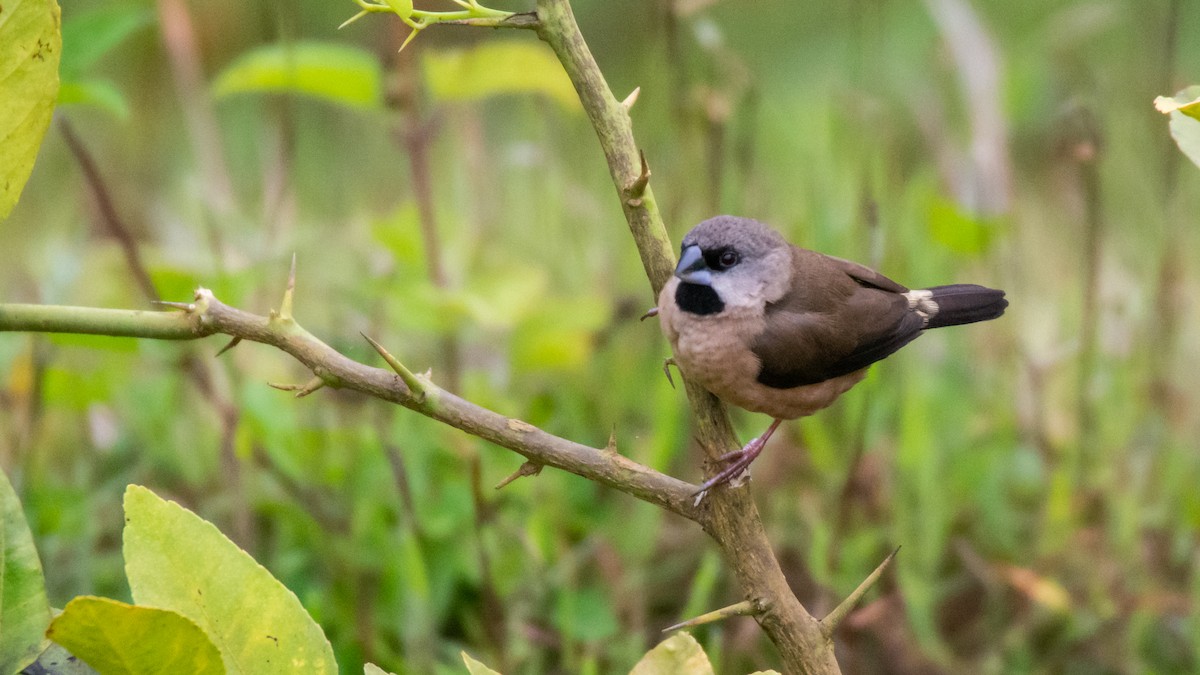 Madagascar Munia - ML125616401