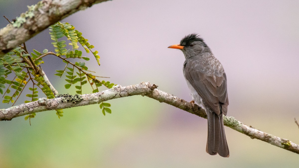 Bulbul de Madagascar - ML125616471