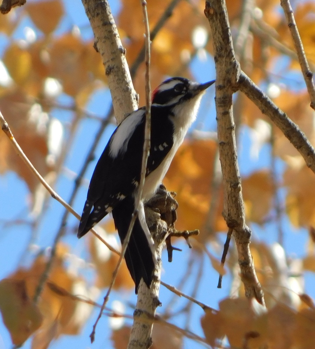 Downy Woodpecker (Rocky Mts.) - Eric Hough