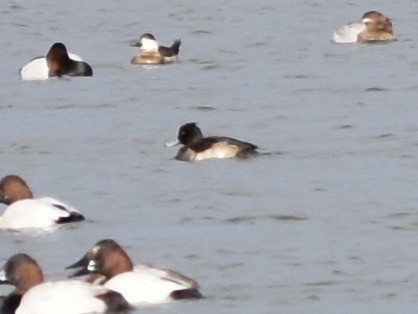 Tufted Duck - ML125618751