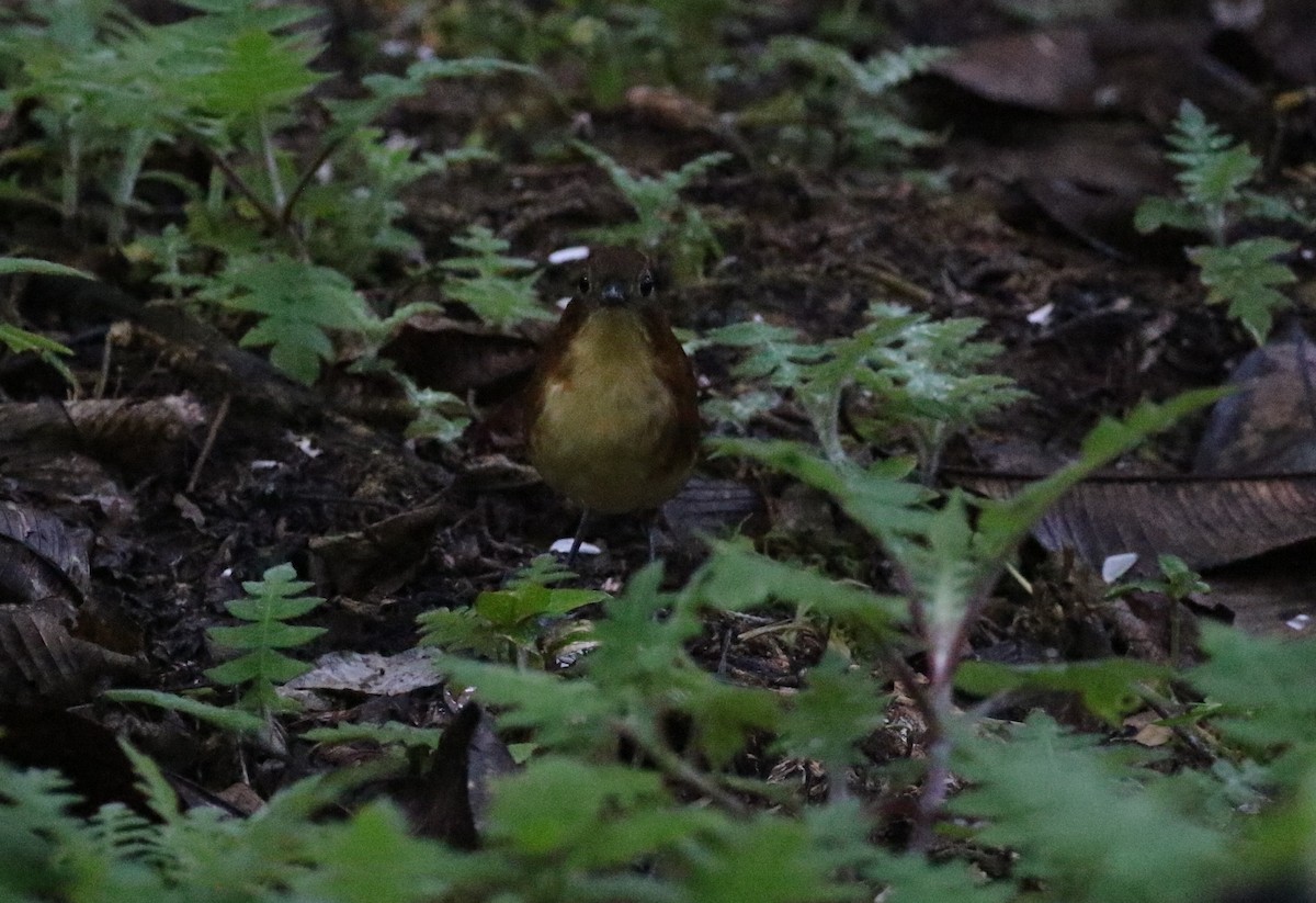 Yellow-breasted Antpitta - ML125618991