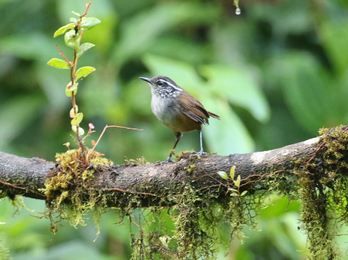 Gray-breasted Wood-Wren - ML125620111