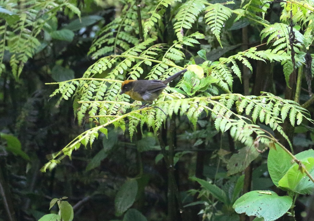 Tricolored Brushfinch (Choco) - ML125620801