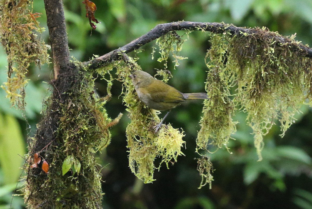 Dusky Chlorospingus - ML125621221