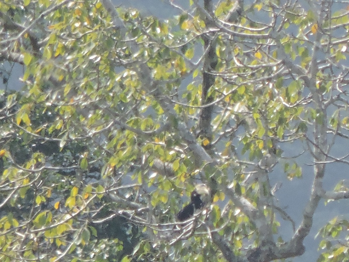 Птах-носоріг індійський - ML125621751