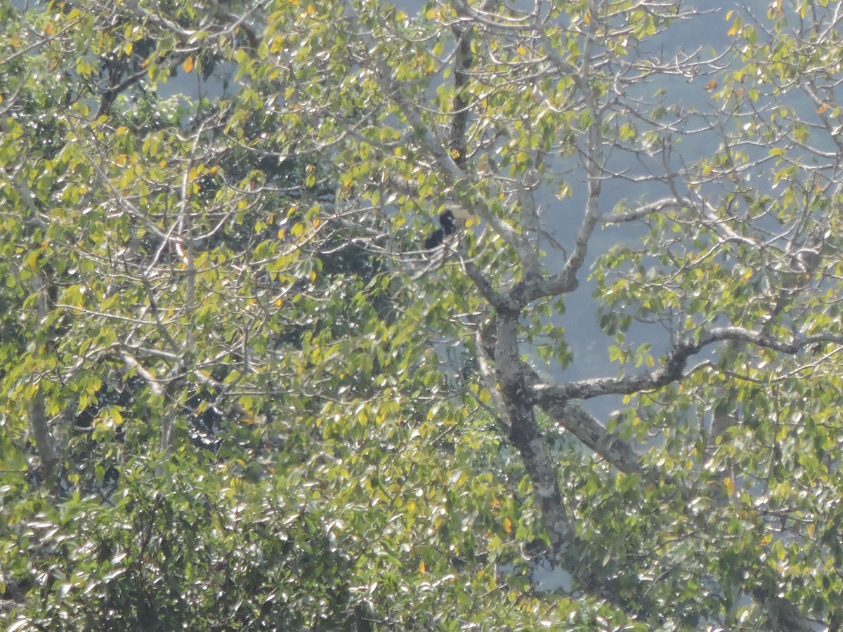 Птах-носоріг індійський - ML125621811