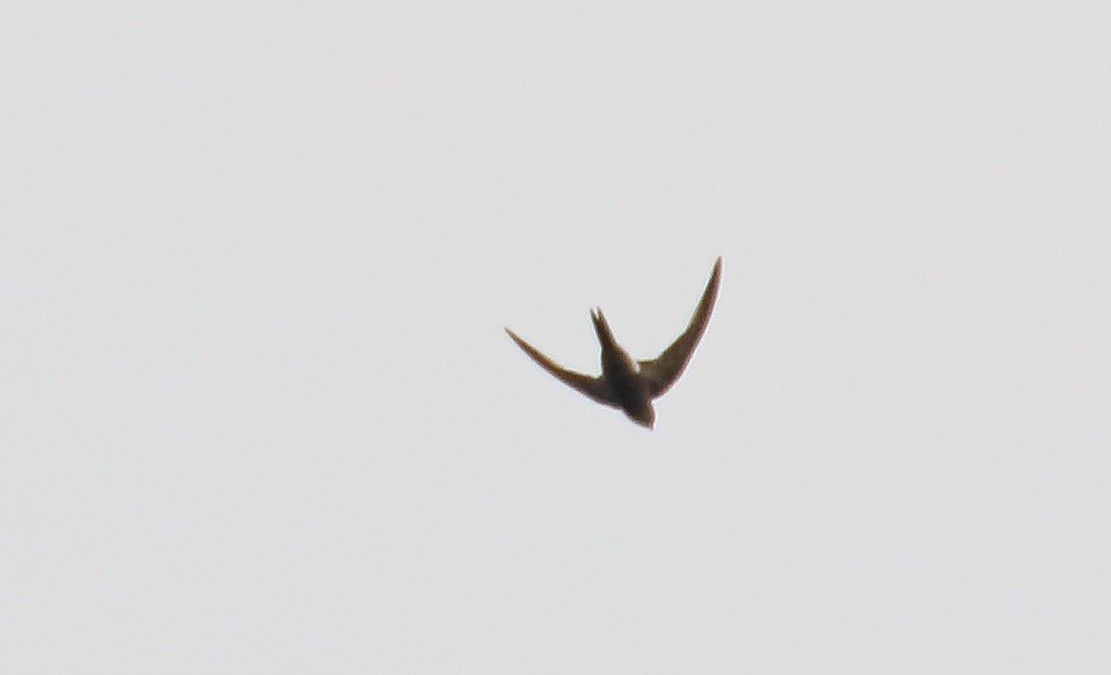 Pacific Swift - ML125626121