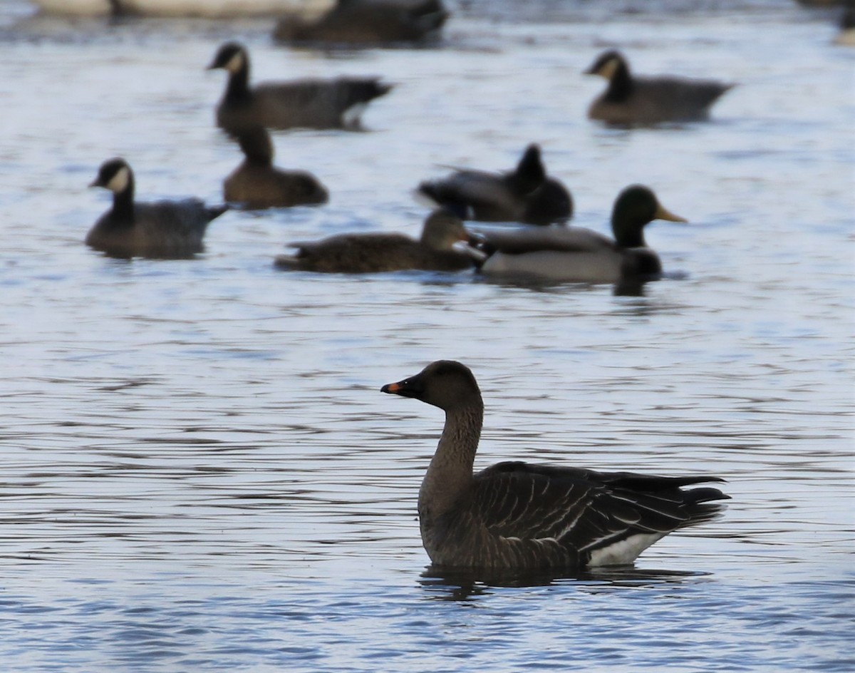 Tundra Bean-Goose - Nicole Koeltzow