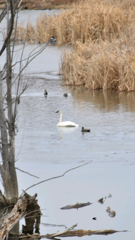 Cygne trompette - ML125628601