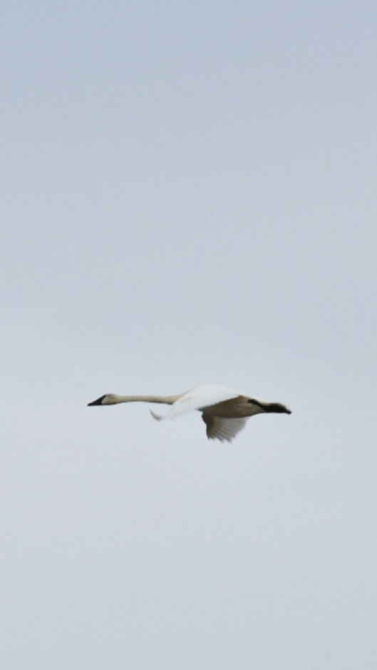 Cygne trompette - ML125628611