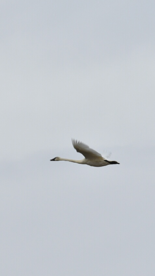Cygne trompette - ML125628621