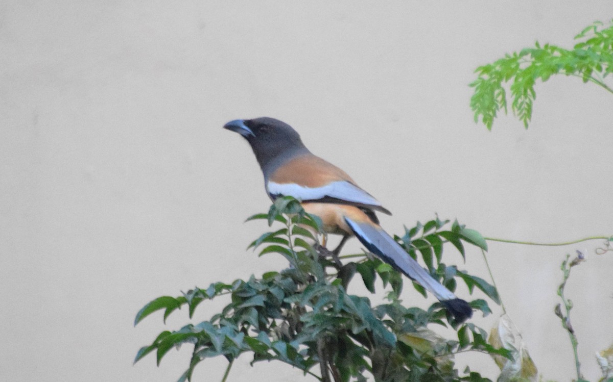 Rufous Treepie - ML125629051