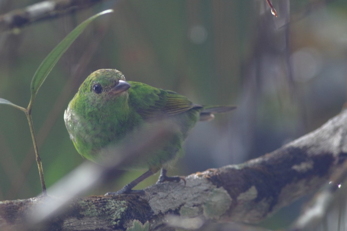 Rufous-winged Tanager - Ohad Sherer