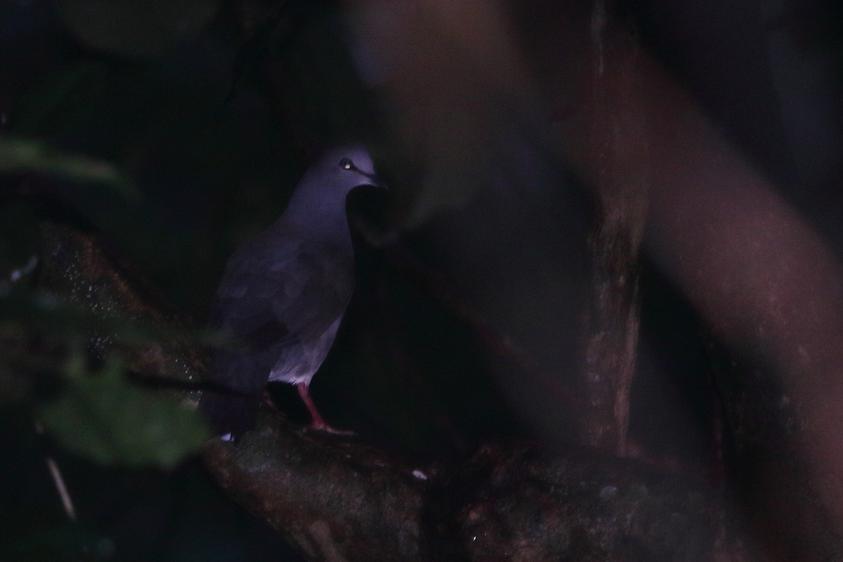 Gray-chested Dove (cassinii) - ML125630331