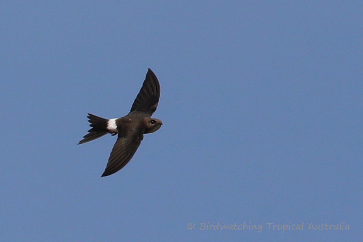 Pacific Swift - ML125631431