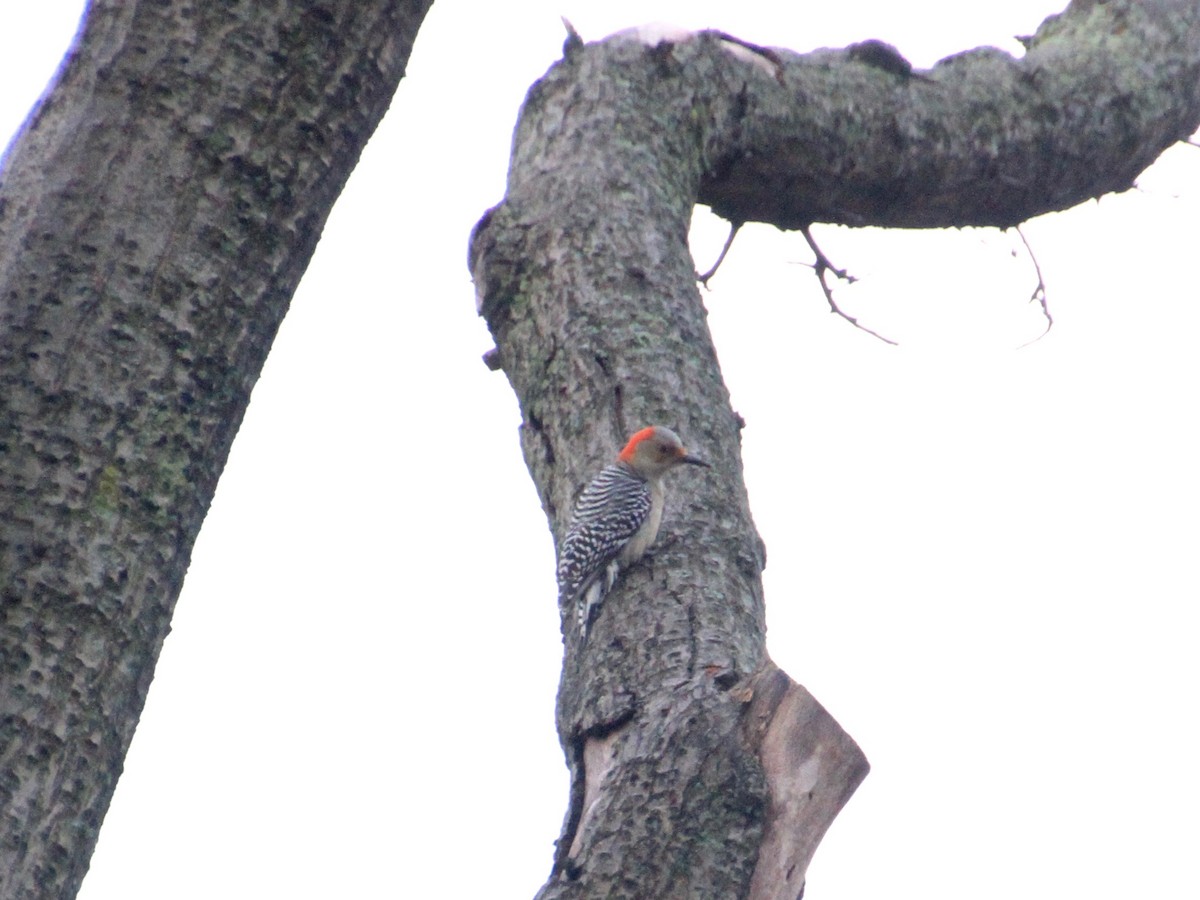 Red-bellied Woodpecker - ML125632501