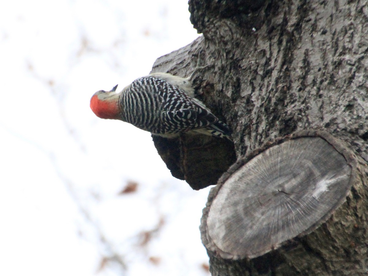 Red-bellied Woodpecker - ML125632511