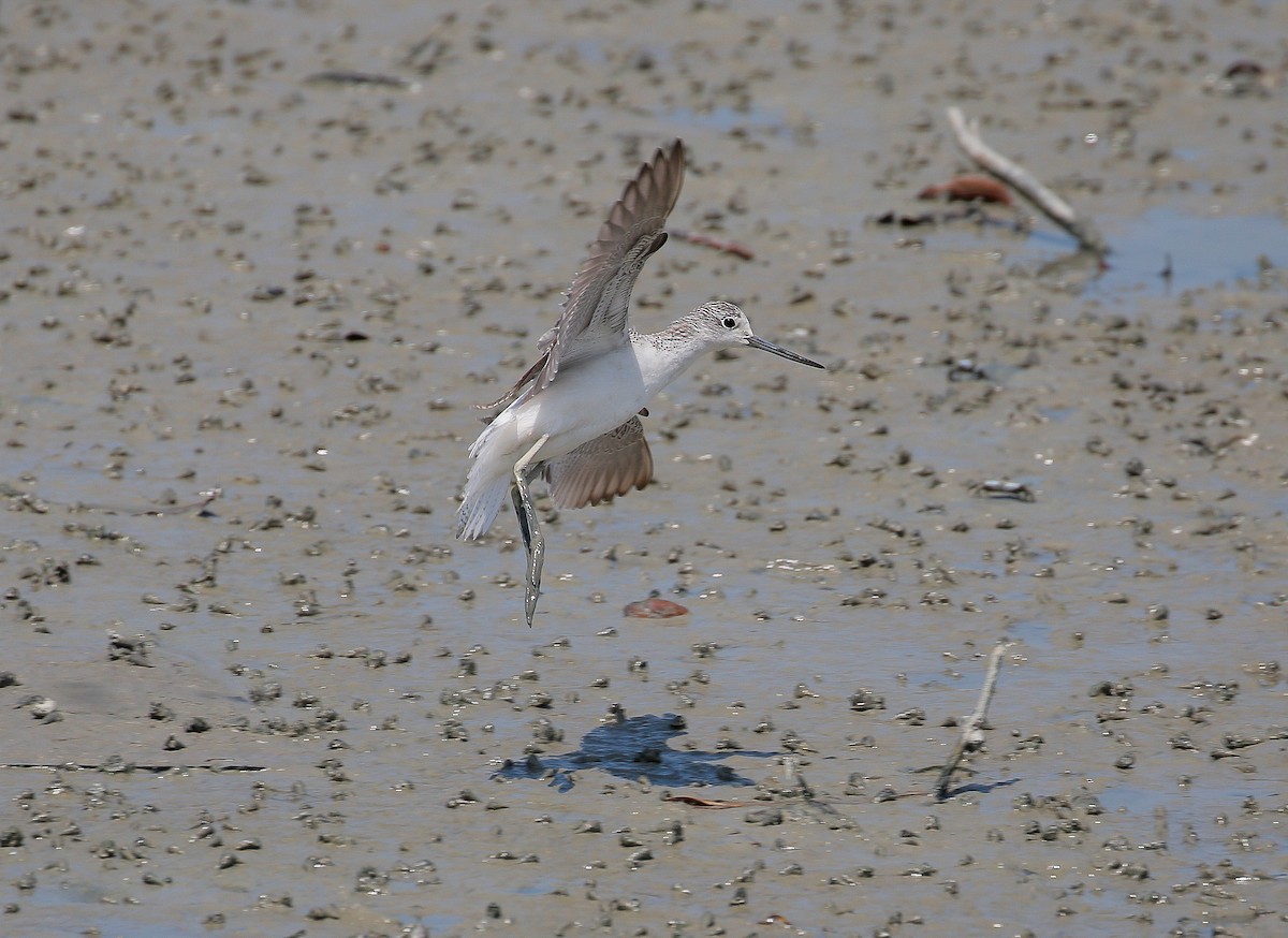 Common Greenshank - Neoh Hor Kee