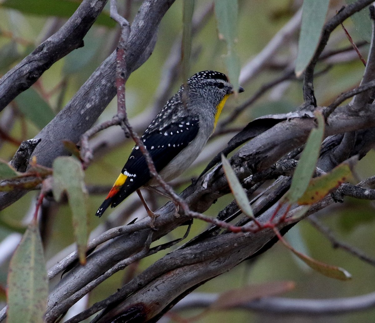 Spotted Pardalote (Yellow-rumped) - ML125632831