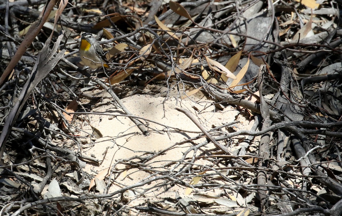 Spotted Pardalote (Yellow-rumped) - ML125632951