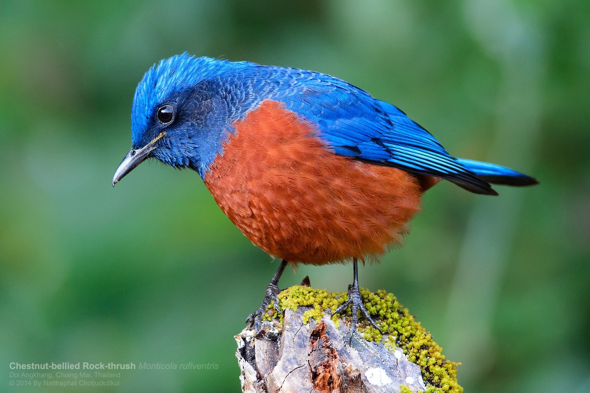 Chestnut-bellied Rock-Thrush - Natthaphat Chotjuckdikul