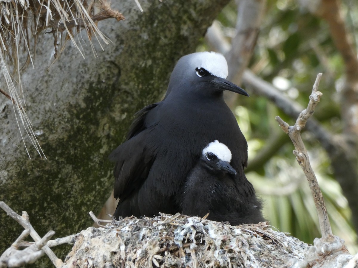 Black Noddy - Alison Turner