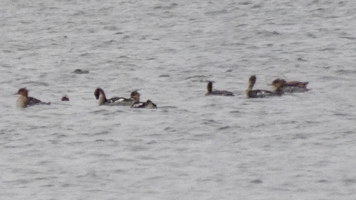 Red-breasted Merganser - ML125634771