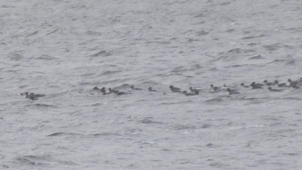 Red-breasted Merganser - ML125634781