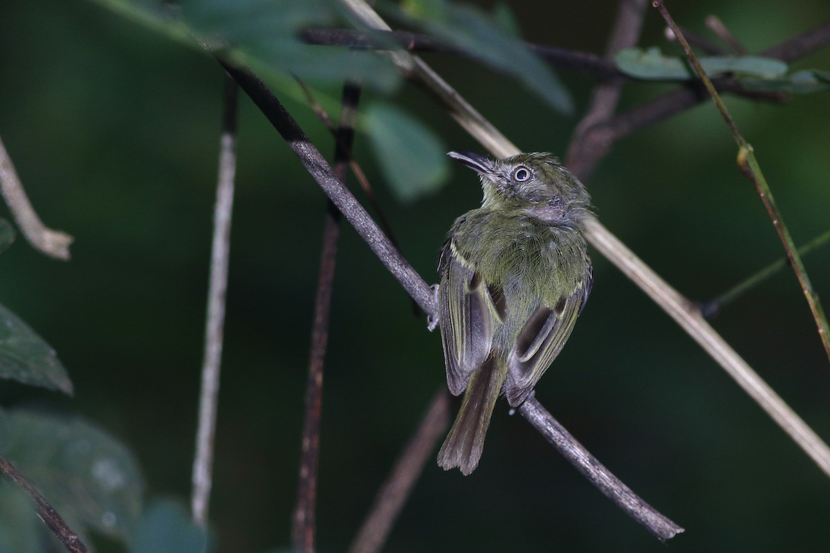 Southern Bentbill - ML125634981