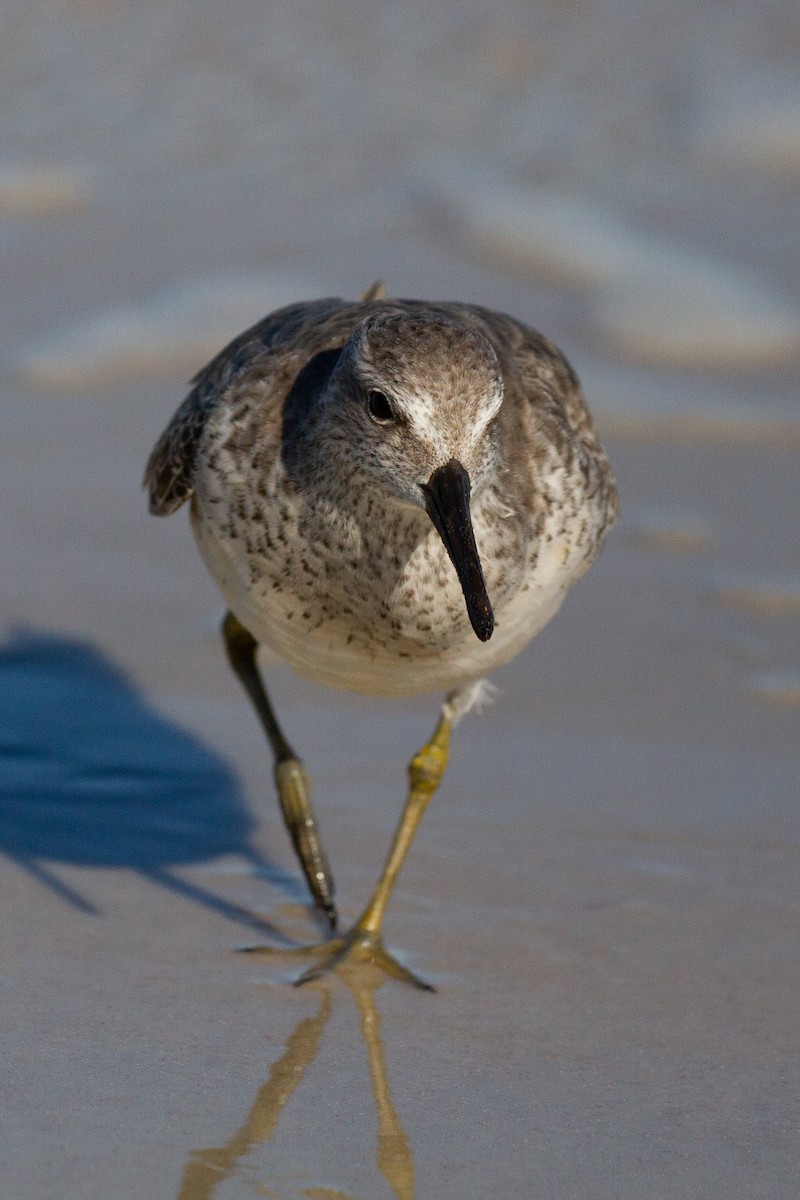 Red Knot - ML125635541