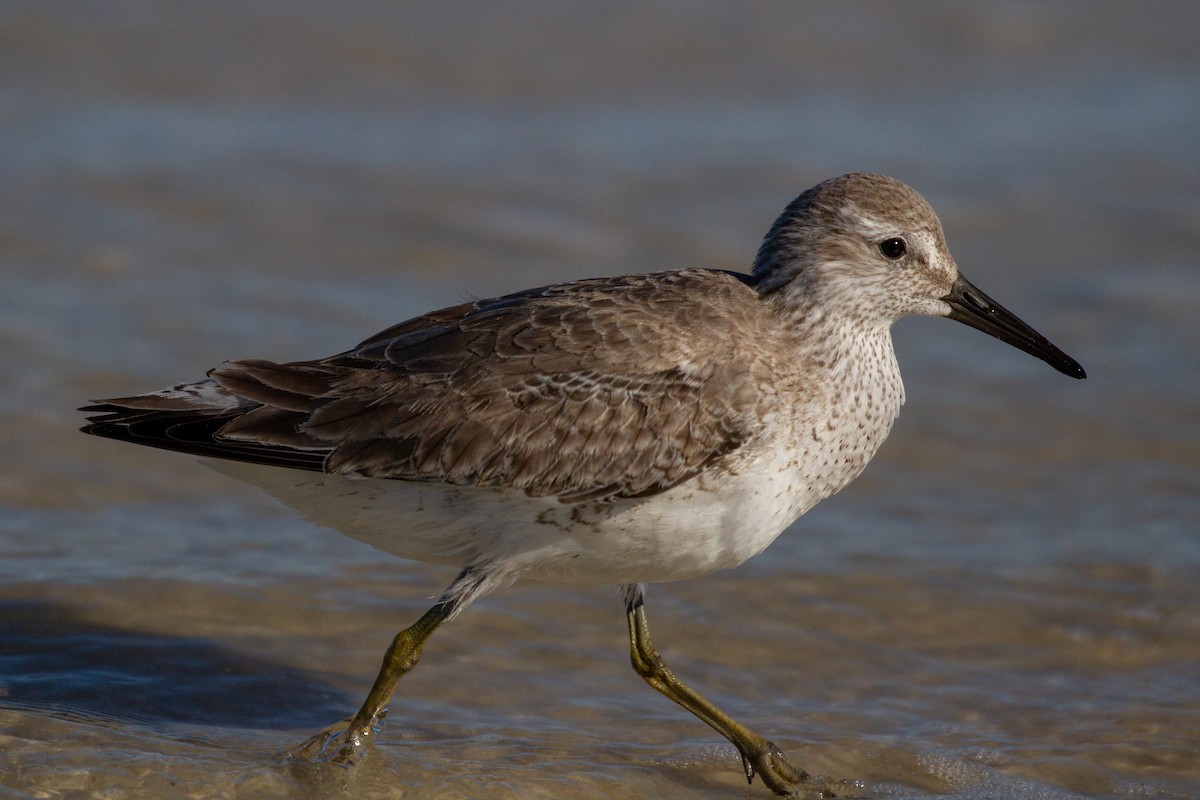 Red Knot - ML125635611